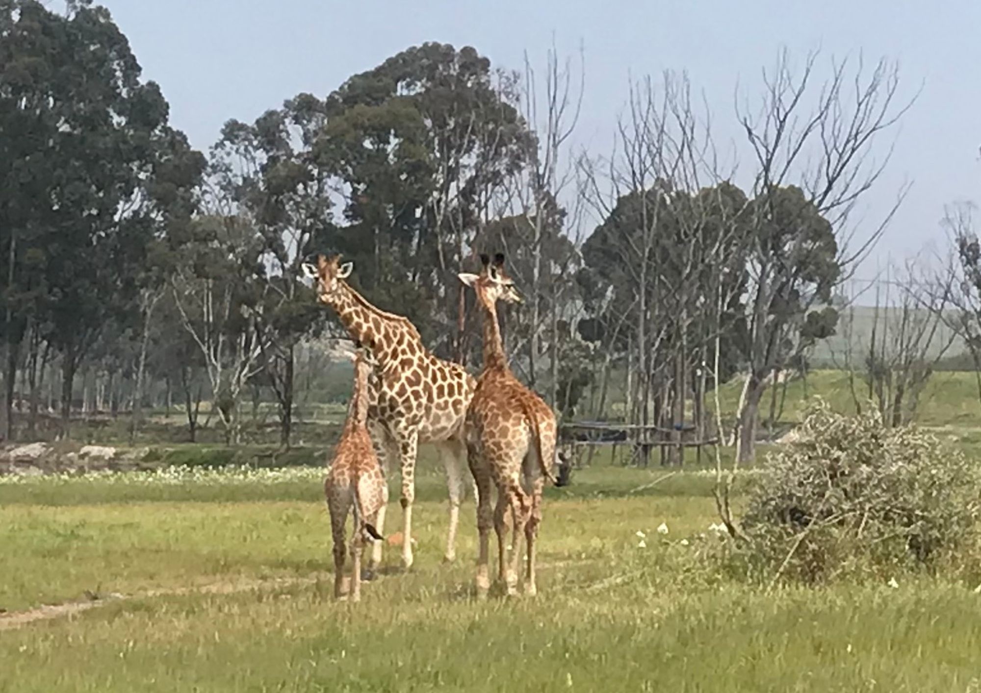 Belmont Residence Cape Town 6